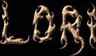 Lori First Name