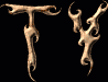 Ty First Name