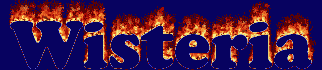 Wisteria First Name